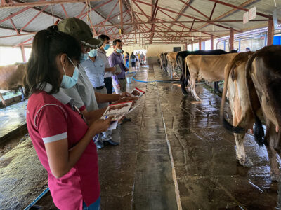 Training - Dairy Farming