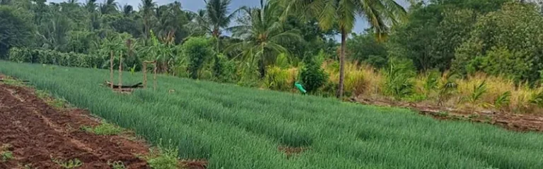 PROVIDING DRAINAGE FACILITIES FOR THE GUAVA CULTIVATION FARMLANDS IPALOGAMA DIVISIONAL SECRETARY’S DIVISION – ANURADHAPURA DISTRICT